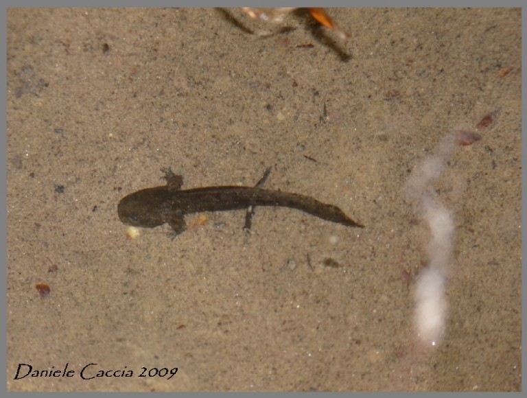 Salamandra salamandra - larva
